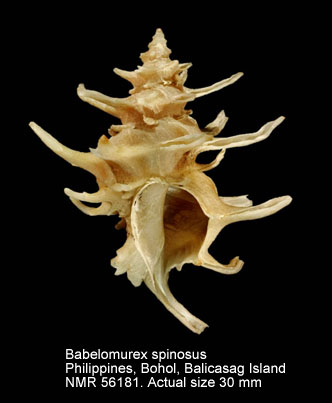 Babelomurex spinosus (2).jpg - Babelomurex spinosus(Hirase,1908)